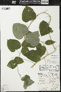 Smilax lasioneura image