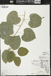 Smilax lasioneura image