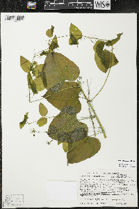 Smilax lasioneura image