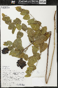 Smilax lasioneura image