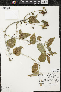Smilax lasioneura image