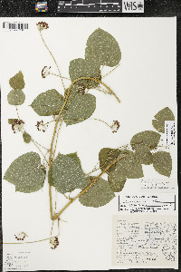 Smilax lasioneura image