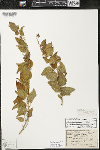 Smilax lasioneura image