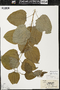 Smilax lasioneura image