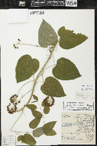 Smilax lasioneura image