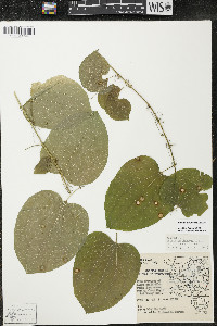 Smilax lasioneura image