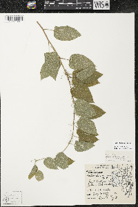 Smilax lasioneura image