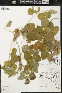 Smilax lasioneura image