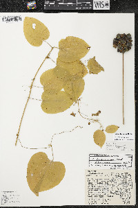 Smilax lasioneura image