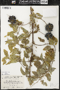 Smilax lasioneura image