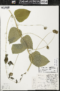 Smilax lasioneura image