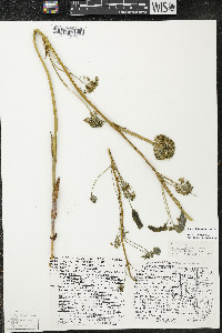 Smilax illinoensis image