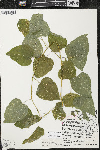 Smilax lasioneura image