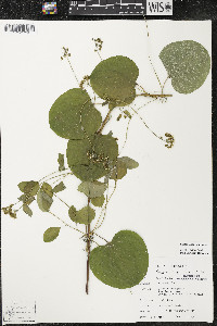 Smilax lasioneura image