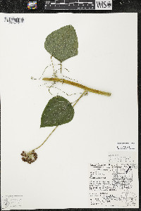 Smilax lasioneura image