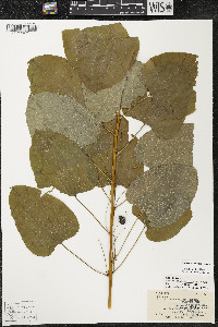 Smilax lasioneura image