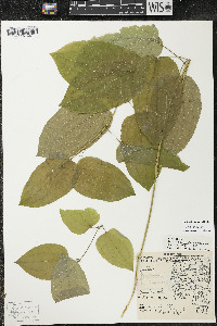 Smilax lasioneura image