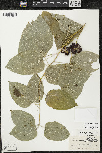 Smilax lasioneura image