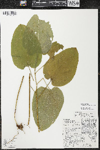 Smilax ecirrhata image