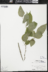 Smilax tamnoides image