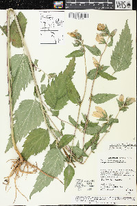 Campanula trachelium image