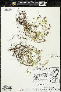 Thymus pulegioides image