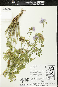 Malva moschata image