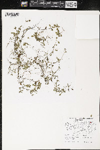 Callitriche palustris image