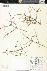 Arceuthobium pusillum image