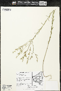 Linum sulcatum image