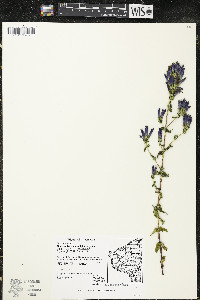 Gentianella quinquefolia image