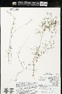 Galium trifidum image