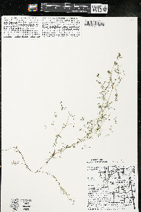 Galium trifidum subsp. trifidum image