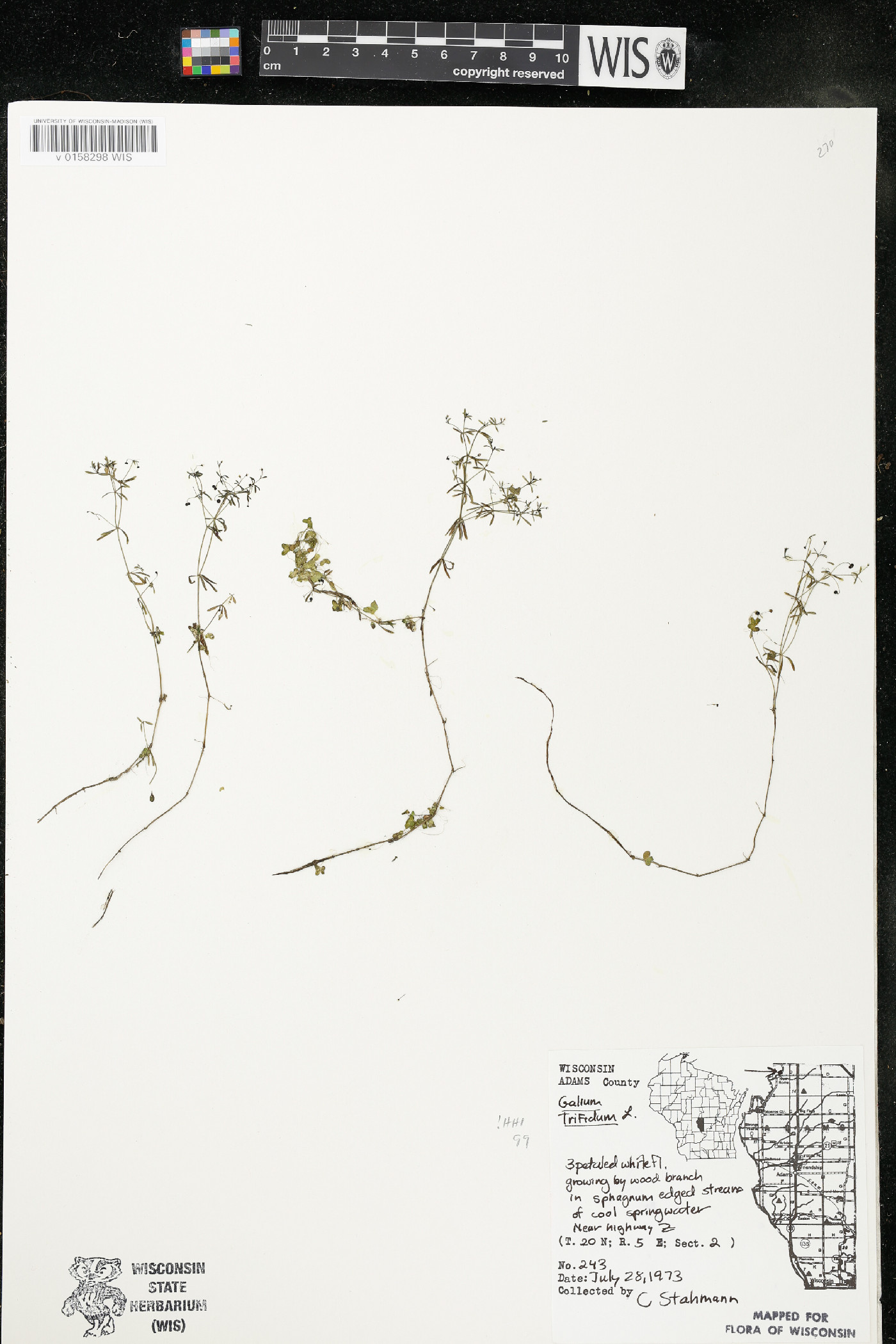 Galium trifidum subsp. trifidum image