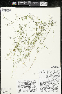 Galium trifidum subsp. trifidum image