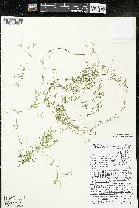 Galium trifidum subsp. trifidum image