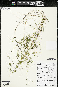 Galium trifidum subsp. trifidum image