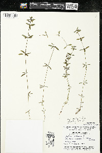 Galium trifidum subsp. trifidum image