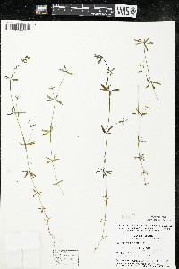 Galium trifidum subsp. trifidum image