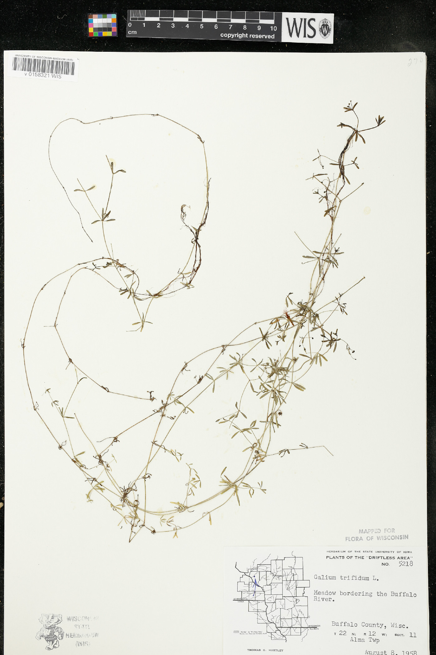 Galium trifidum subsp. trifidum image