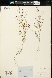 Galium trifidum image