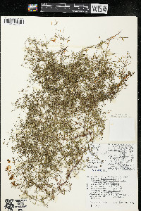 Galium trifidum image