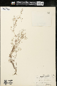 Galium trifidum subsp. trifidum image