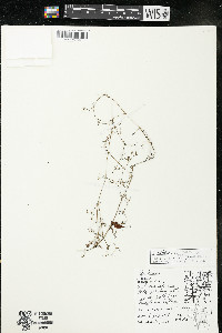 Galium trifidum subsp. trifidum image