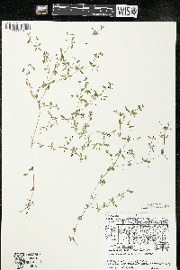 Galium trifidum image