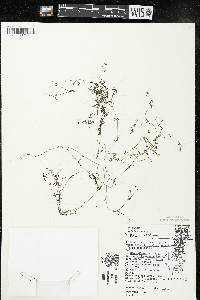 Galium trifidum subsp. trifidum image