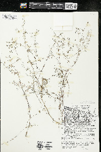 Galium trifidum subsp. trifidum image