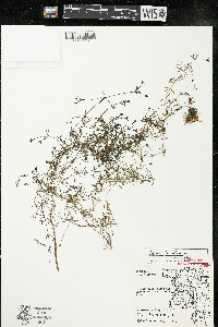 Galium trifidum subsp. trifidum image