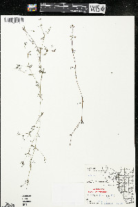 Galium trifidum subsp. trifidum image