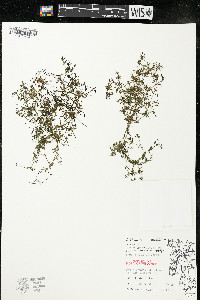 Galium trifidum subsp. trifidum image